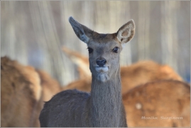 <p>JELEN LESNÍ (Cervus elaphus) obora /Red deer - Rothirsch/</p>